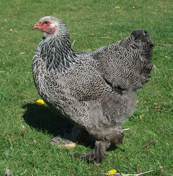 Dark Brahma Chicken