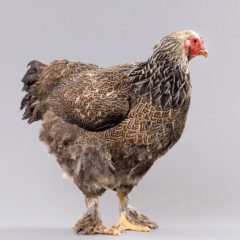 Chick: Dark Brahma, Serenity Sprouts, Colorado