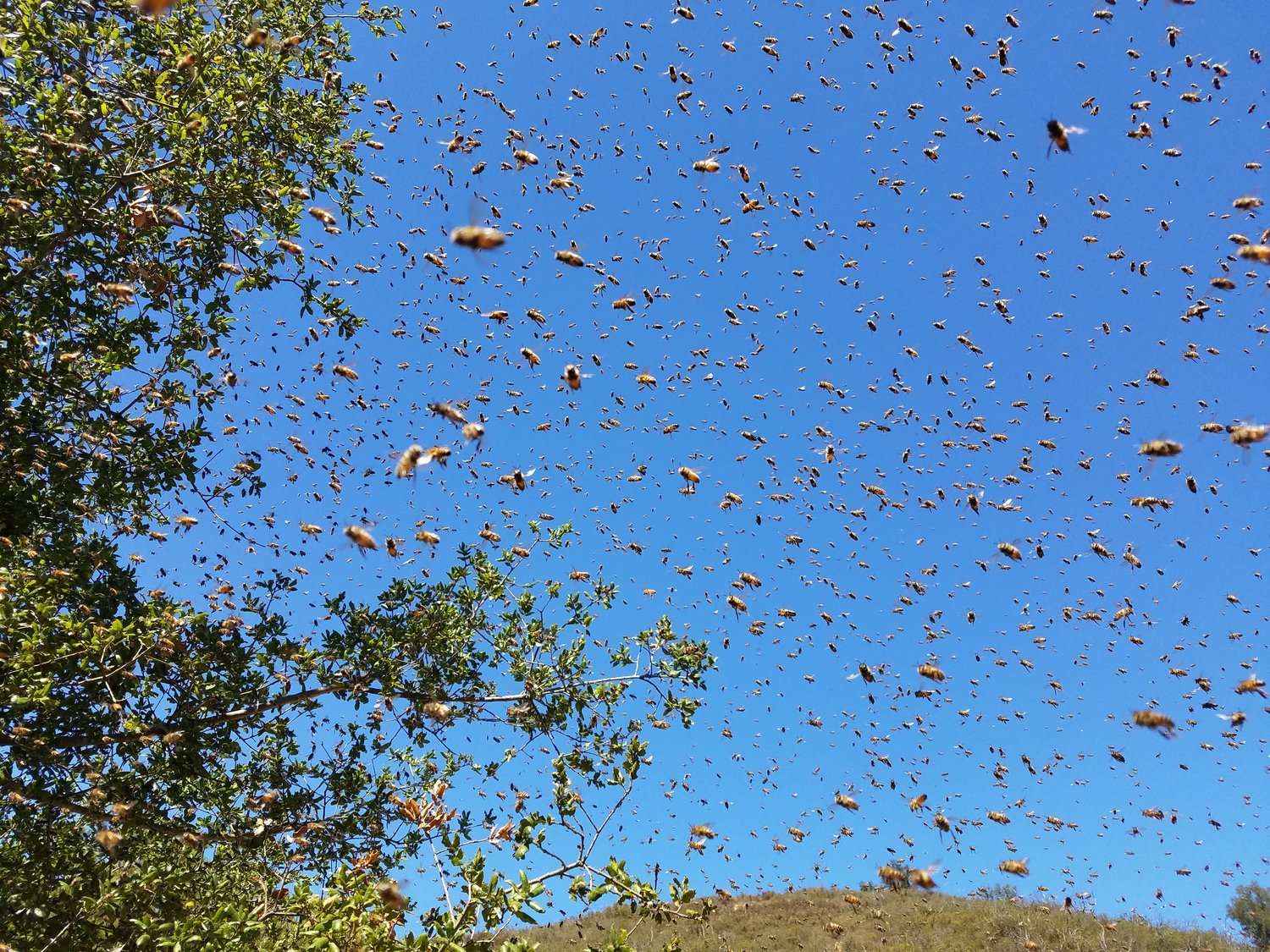 swarming bees