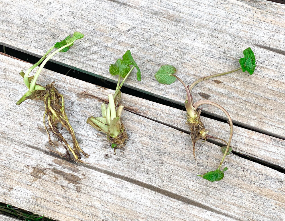 Wasabi Plant Starts