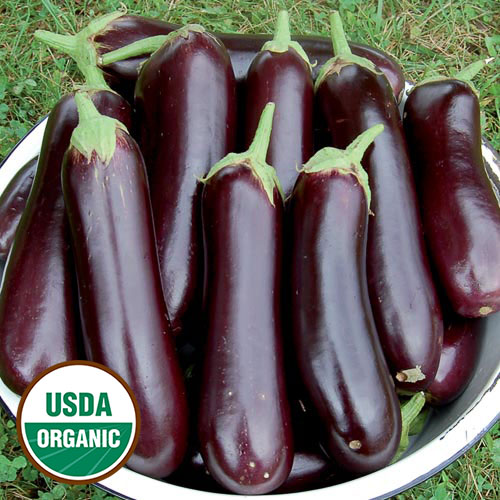 Eggplant