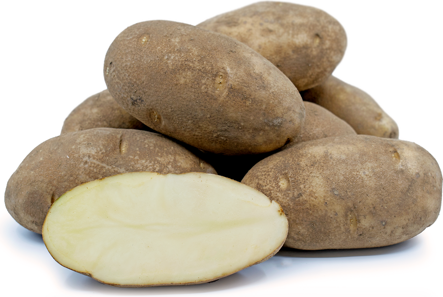 Russet Burbank Potato